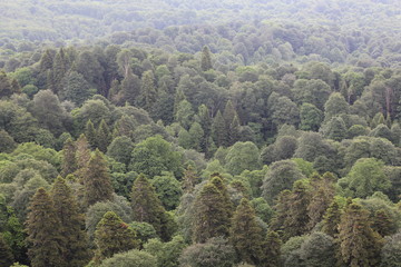 panoramic view of a mixed green forest aerial view