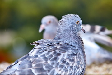 Pigeons close-up on a combined background