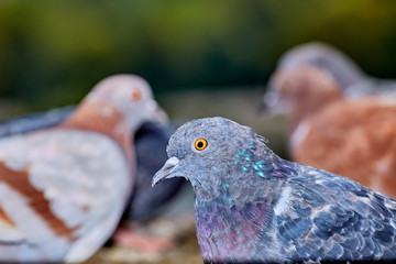 Pigeons close-up on a combined background