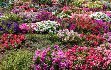 Colorful Morning Glory (Ipomoea tricolor) flowers