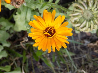 Orange marigold flower