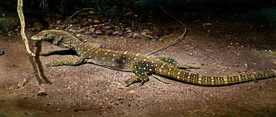 Northern Pilbara rock monitor on the ground. Latin name - Varanus pilbarensis