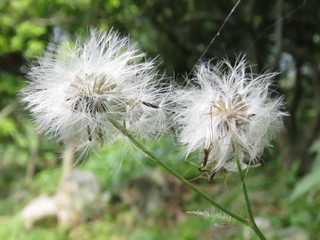 dandelion on green background of blue sky