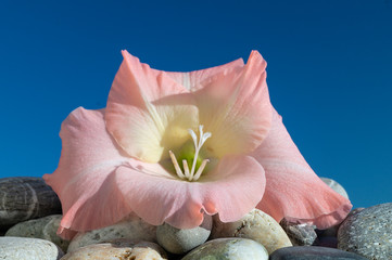 Flower gladiolus with sea stone on background blue sky