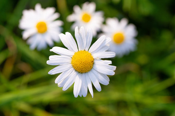 Fototapeta premium Beautiful macro photo of daisies on top
