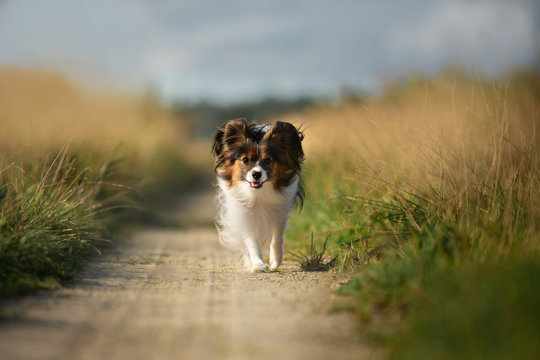 Happy and crazy papillon dog running in the field. Cute and funny dog breed continental toy spaniel having fun outdoors