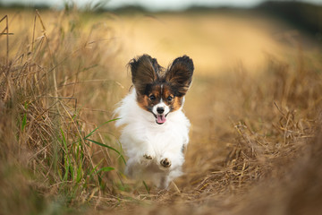 Happy and crazy papillon dog running fast in the field. Cute dog breed continental toy spaniel having fun outdoors