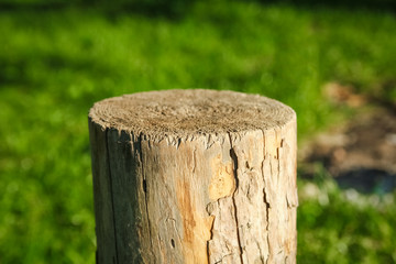 Naklejka na ściany i meble beautiful stump in nature in the park