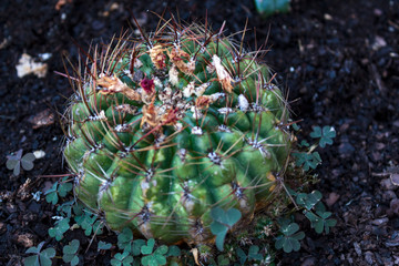 Naklejka na ściany i meble Prickly cactus in flower bed