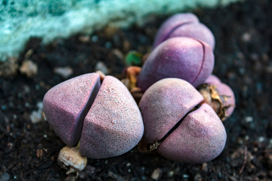 Purple Split Rock (Pleiospilos nelii) plant