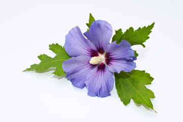 Beautiful flower of hibiscus syriacus on white background