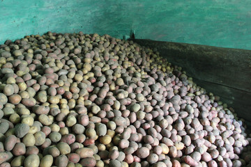 Pile of potatoes stored in cellar. Agricultural products