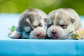 Two of siberian husky puppies sleeping under a grey blanket