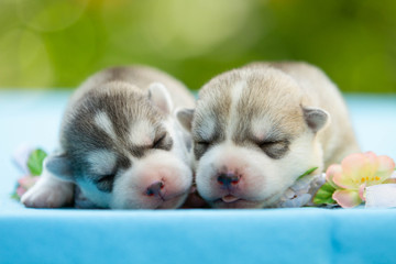 Two of siberian husky puppies sleeping under a grey blanket