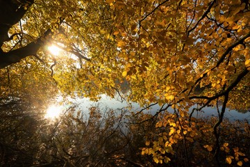 bright yellow fall leaves with sun ray