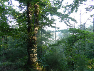 Luce del sole tra gli alberi del bosco