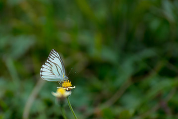 Butterfly eating nectar from pollen