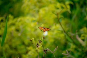 Butterfly eating nectar from pollen