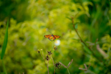 Butterfly eating nectar from pollen