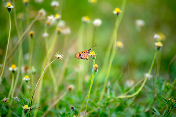 Butterfly eating nectar from pollen