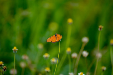 Butterfly eating nectar from pollen