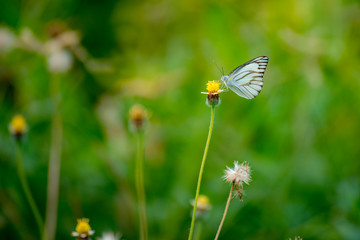 Butterfly eating nectar from pollen