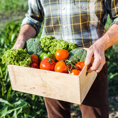 cropped view of senior farmer holding box with vegetables