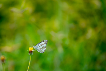 Butterfly eating nectar from pollen