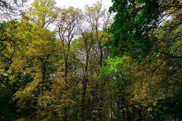 Early autumn forest