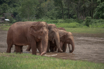 Fototapeta na wymiar Asian Elephant in a nature at Elephant Nature Park, Chiang Mai. Thailand.