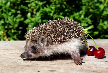 European hedgehog (Erinaceus europaeus), also known as the West European hedgehog or common hedgehog, is a hedgehog species found in Europe. © Kateryna Kordubailo