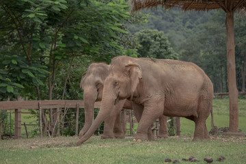 Asian Elephant in a nature at Elephant Nature Park, Chiang Mai. Thailand.