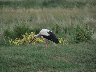 bird stork  ciconia  ciconia