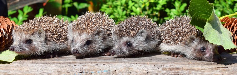 European hedgehog (Erinaceus europaeus), also known as the West European hedgehog or common hedgehog, is a hedgehog species found in Europe. © Kateryna Kordubailo