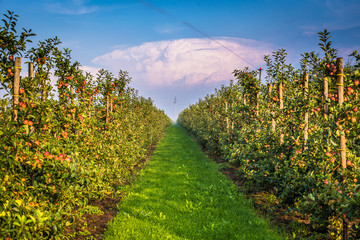 Naklejka premium Apfelplantage in Norddeutschland