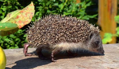 European hedgehog (Erinaceus europaeus), also known as the West European hedgehog or common hedgehog, is a hedgehog species found in Europe. © Kateryna Kordubailo