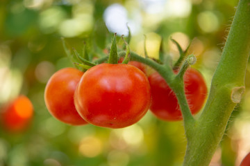 Four round red tomatoes growing