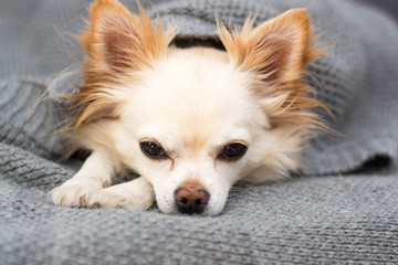 Chihuahua dog sleeping under blanket in bed dreaming sweet dreams
