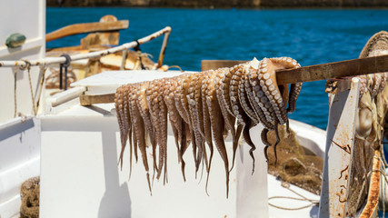 Krake - Oktopus - Fischerei