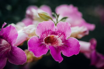 Pink flowers in spring time