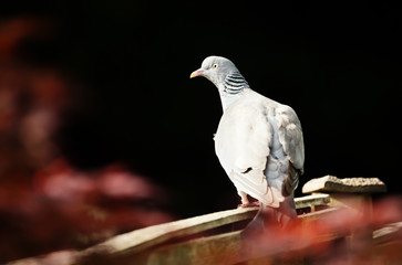 Common wood pigeon sitting on a wooden fence