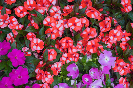farbenfrohes Blumenbeet Fleißiges Lieschen rot-weiß und pink