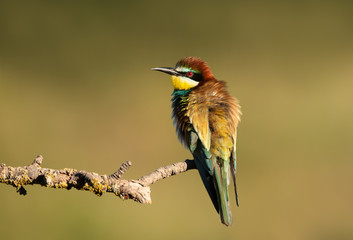 European Bee-eater with puffed feathers perching on a branch