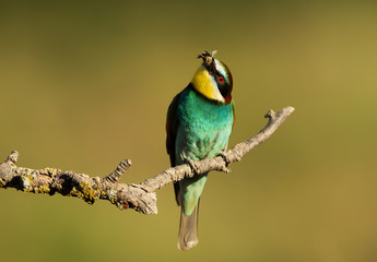 European Bee-eater with a bee in the beak