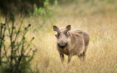 Close up of a common Warthog standing in the grass