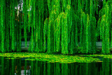 Panele Szklane  Nad jeziorem gęste zielone wierzby. Gałązki wierzby z gęstymi zielonymi liśćmi