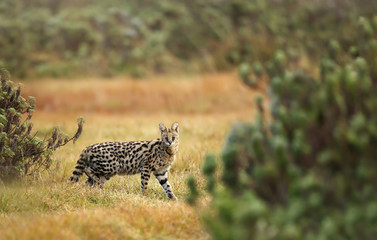 Serval cat (Leptailurus serval) in the grasslands