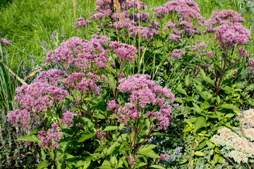 Obraz premium Eupatorium cannabiunum in the garden