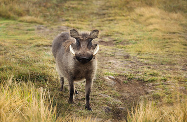 Fototapeta premium Close up of a common Warthog standing in the grass