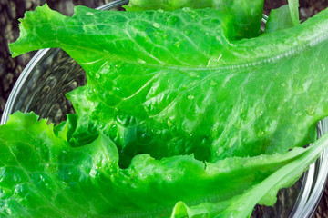 ripe fresh green salad lettuce Batavia closeup